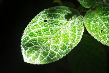 与叶绿素和光合作用工艺密闭于黑色植物中的绿叶纹质的图片