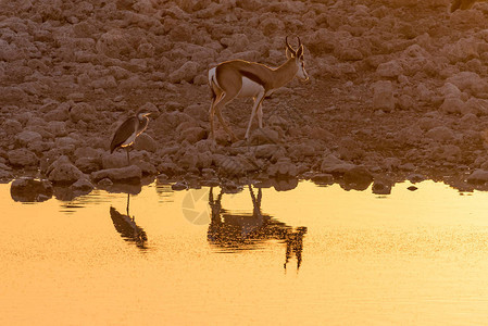 在纳米比亚北部的一个水坑里一只春博克和一只灰色的海绵与太阳落日最图片