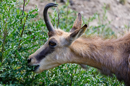 落基山丘上的雄羚羊欧洲野生动物图片