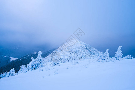 严冬风景山上的雾山脊顶部的松树林云天和恶图片