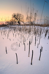 日落时冬风景冬天日落时树木图片