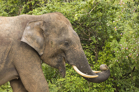 在斯里兰卡亚拉公园大象食用图片