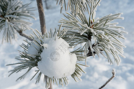 在冬天寒冷的天气下覆盖着冰雪和白雪的图片