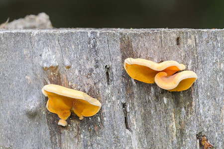 树上的小蘑菇图片