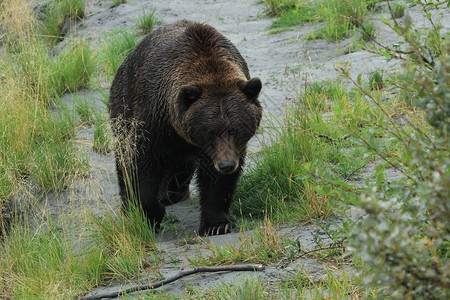 阿拉斯加灰熊沿着远足小径行走图片