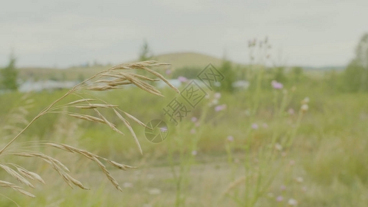 黄色的在绿色的田野里随风飘扬背景图片