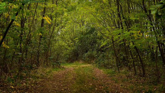 初秋森林中的道路图片