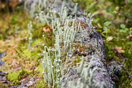 北部苔原的蘑菇地衣和苔藓图片