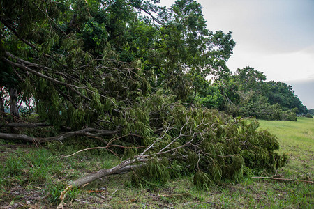 台风来了这棵树被暴风雨的强度摧毁了背景