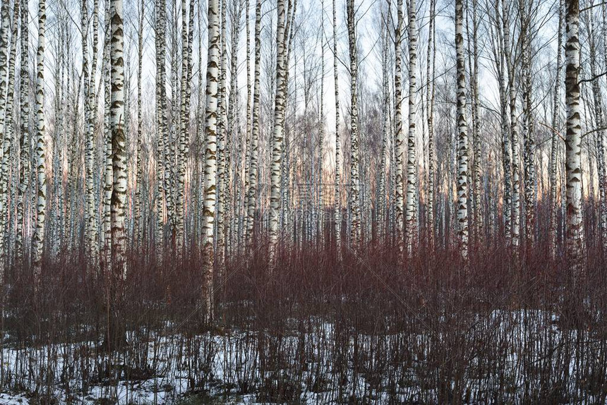 在拉脱维亚的冬季一天美丽的白树枝林和