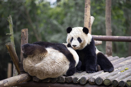 在Chengdu野生动物图片