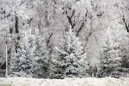 冬季公园的冬季冷杉树和木雪景图片