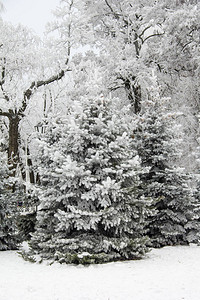 冬季公园的冬季冷杉树和木雪景图片