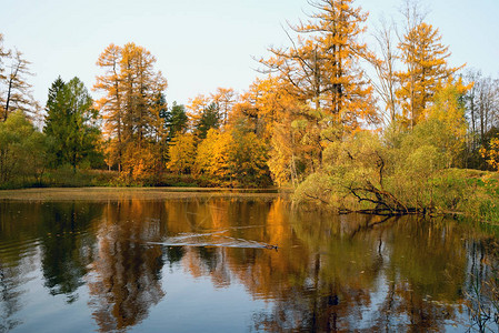秋天的风景湖边树上背景图片