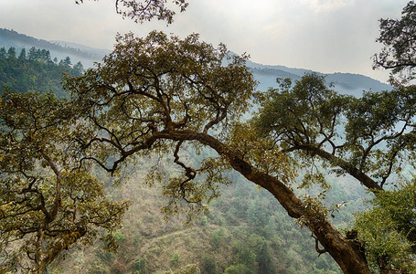 尼泊尔的丛林在旅图片