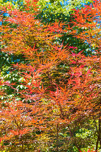 红色的日本树叶秋天的颜图片