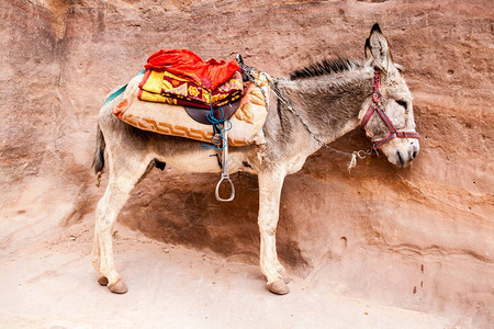 中东约旦Unesco世界遗产所在地Petra的观光游图片