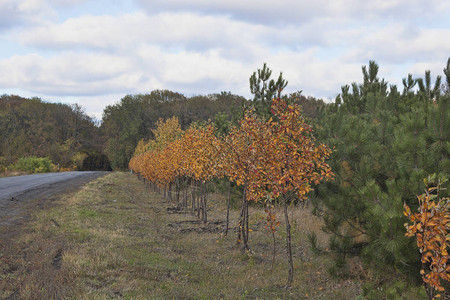 秋天的风景登陆装饰树叶涂上秋天的颜色图片