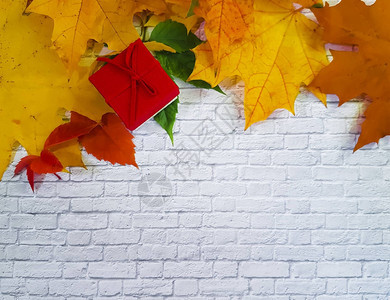 加拿大礼盒白砖墙框上的秋叶枫图片
