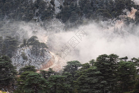 黎巴嫩的雪松在土耳其Tahtali山附近的薄雾和雾中雪松libani森林珍稀濒危树种图片