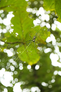 哥斯达黎加的金丝蜘蛛NephilaCl图片