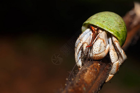 寄居蟹与绿色蜗牛壳在自然栖息地马索拉公园雨林马达加斯野图片