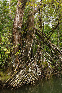 芒果糯米由表面上的根支撑的树背景