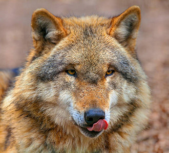 欧亚灰狼Canislupuslupus显示它的舌头和舔嘴它是犬属中最专业的成员图片