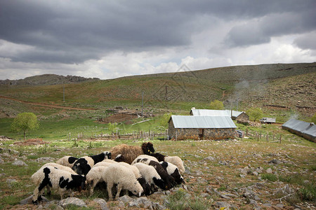 土耳其山中牧羊图片
