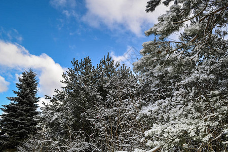 白雪寒冬图片