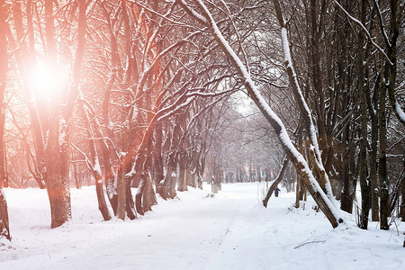 景观冬季公园树木户外下雪天图片