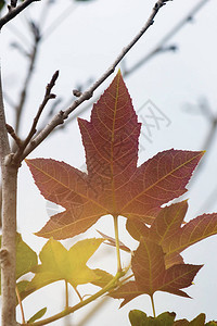 秋天的红叶暖色的叶子秋天的日本枫树图片