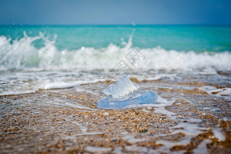 海边水母鱼图片