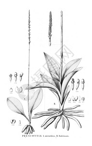 植物的插图复古图片图片