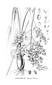 植物的插图复古图片图片