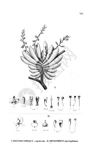 植物的插图复古图片图片