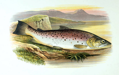 鱼的插图旧图像背景图片