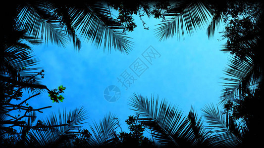 热带树和空图片