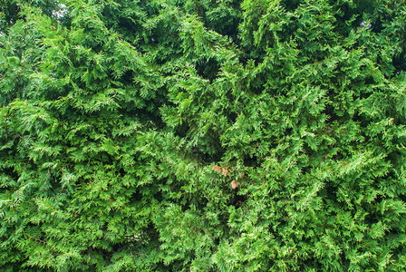 柏树的新鲜绿枝图片