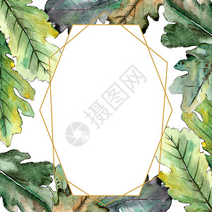 秋天的绿色橡树叶植物园花卉叶子框架边框装饰广场背景纹理包装图案框架或边图片