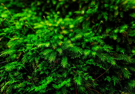 石头上的蕨类植物和苔藓图片