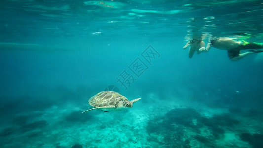 海面的绿海龟斯米兰泰国图片