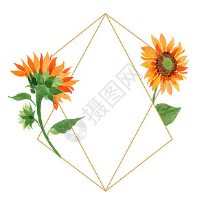 建军节边框水彩橙色向日葵花卉植物花框架边框装饰广场背景纹理包装图案框架或边框背景