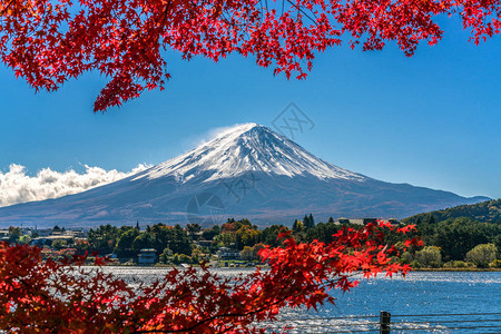 富士山日本多彩秋天湖河口湖是在日本享受的枫叶变化的颜色使图像的那些叶子框架富士山富士山风景最好的地方之一图片