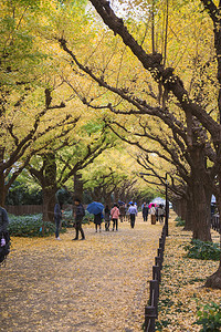 明治神宫外苑公园背景图片