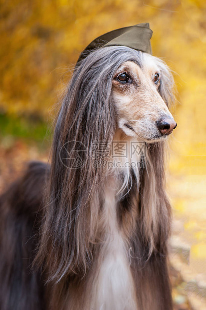 狗阿富汗猎犬在秋天森林的背景下戴着军帽主人保护概念狗保护图片