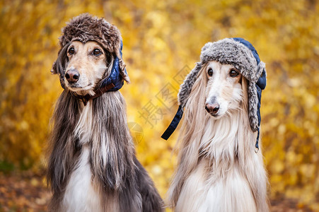 两只时髦的阿富汗猎狗狗在秋天森林的背景下戴着滑稽的皮帽动物的概念衣服狗的时尚图片