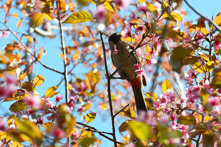 粉红树上的小鸟粉红花树上美丽的小鸟野长头樱桃图片