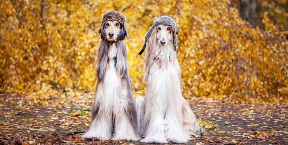 两只时尚的阿富汗猎犬戴着有趣的毛皮帽子在秋天森林的背景下动物的概念服装狗的时尚图片
