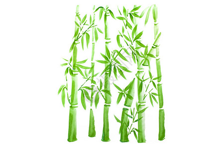 竹林手工绘制绿竹叶和树枝墨画传统干纸笔刷绘画白底背景
